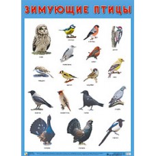 Зимующие птицы. Плакат. 500x690 мм