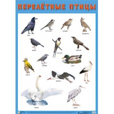 Перелетные птицы. Плакат. 500x690 мм