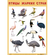Птицы жарких стран. Плакат. 500x690 мм
