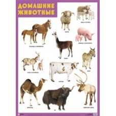 Домашние животные. Плакат. 500x690 мм