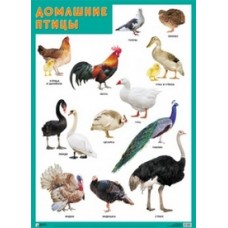 Домашние птицы. Плакат. 500x690 мм