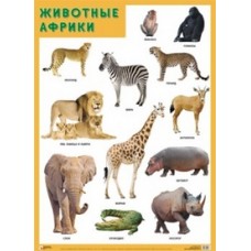 Животные Африки. Плакат. 500x690 мм