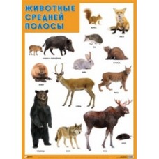Животные средней полосы. Плакат. 500x690 мм